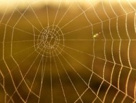 炒股分析软件免费版，新手投资者的入门利器